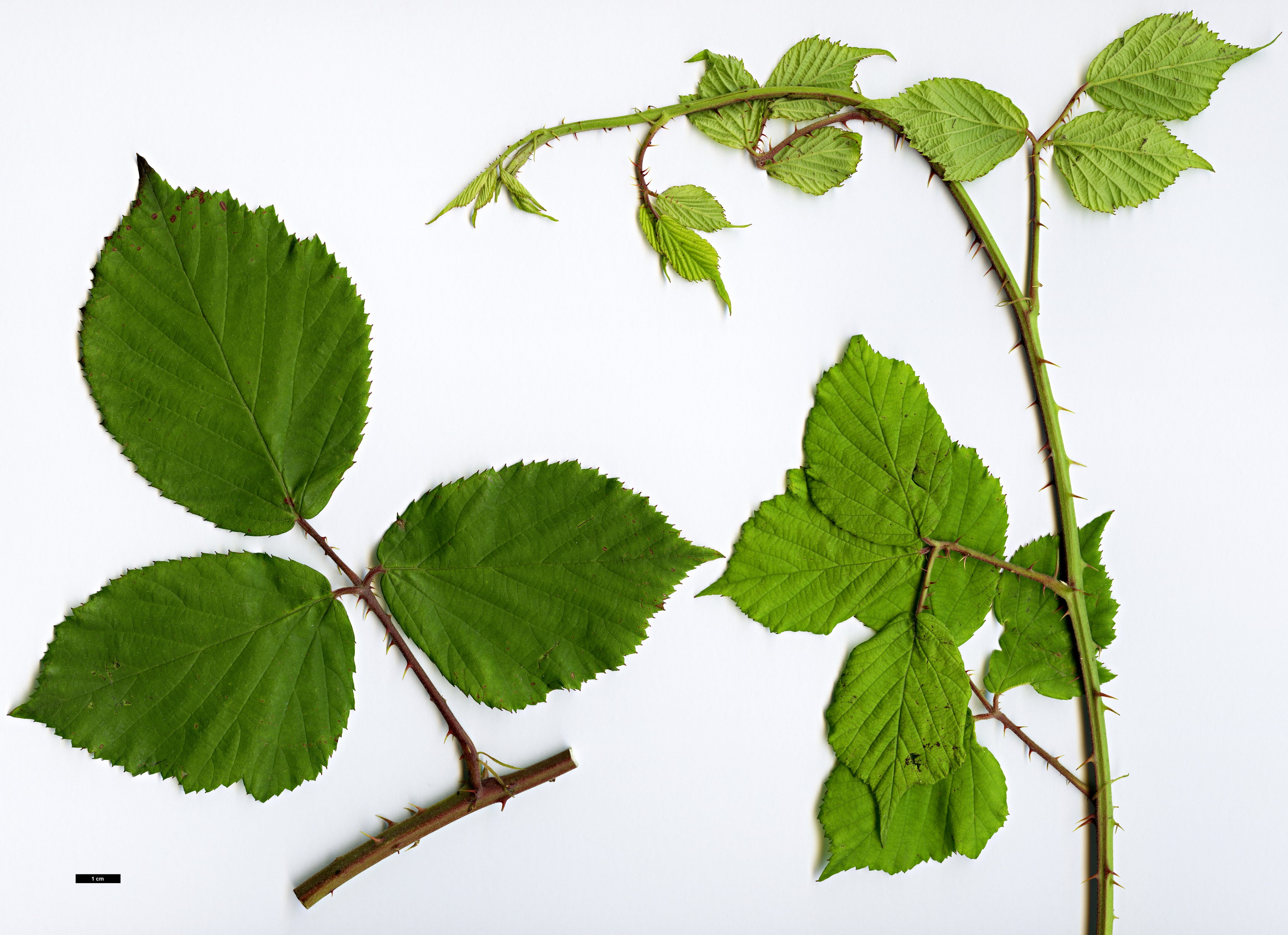 High resolution image: Family: Rosaceae - Genus: Rubus - Taxon: fruticosus agg.